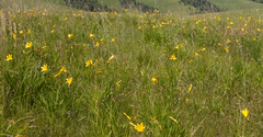 Hemerocallis minor