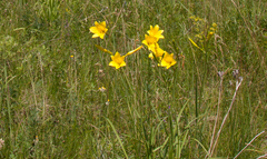 Hemerocallis minor