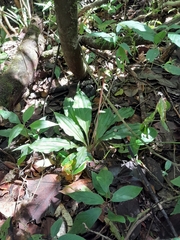 Calanthe sylvatica