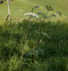 Heracleum dissectum