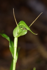 Pterostylis agathicola