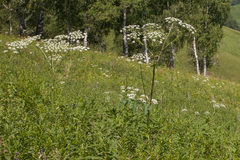Heracleum dissectum