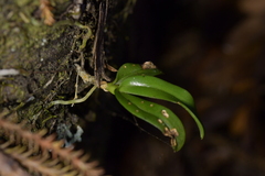 Drymoanthus adversus
