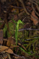 Pterostylis agathicola