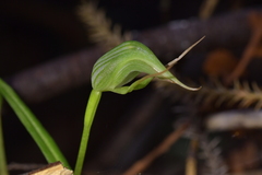 Pterostylis agathicola
