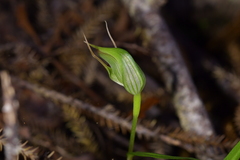 Pterostylis agathicola