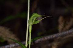 Pterostylis agathicola