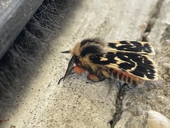 Ardices curvata