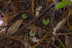 Acianthus sinclairii