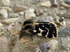 Ardices curvata