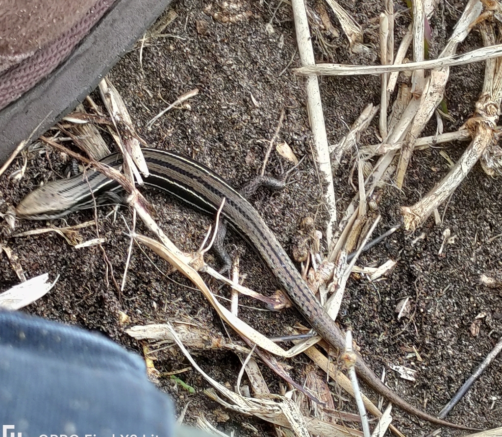 Eastern Three-lined Skink from Portsea VIC 3944, Australia on September ...