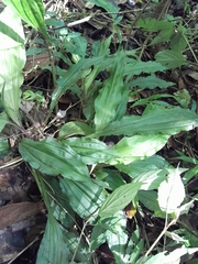 Calanthe sylvatica