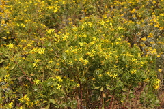 Osteospermum moniliferum