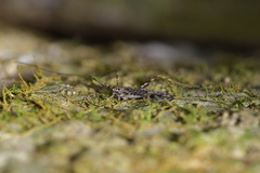 Amphineurus hudsoni