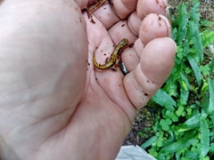 Plethodon vandykei