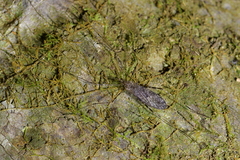 Amphineurus hudsoni