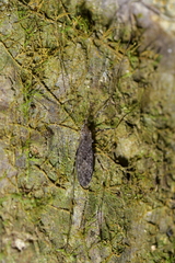 Amphineurus hudsoni