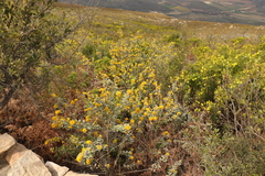 Stirtonanthus taylorianus