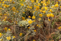 Stirtonanthus taylorianus
