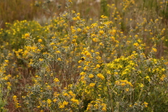 Stirtonanthus taylorianus