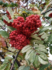 Sorbus aucuparia