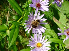 Bombus vagans bolsteri