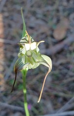 Pterostylis recurva