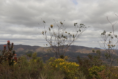 Stirtonanthus taylorianus