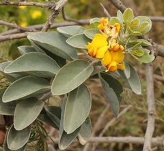 Stirtonanthus taylorianus