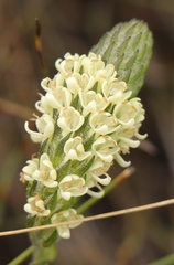 Phyllopodium