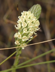 Phyllopodium