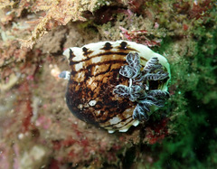 Aphelodoris varia