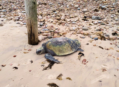 Lepidochelys olivacea