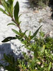 Hibbertia semipilosa