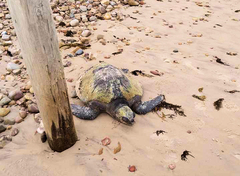 Lepidochelys olivacea