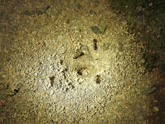 Camponotus consobrinus