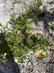 Hibbertia semipilosa