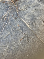 Bambusicola sonorivox