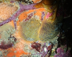 Doris wellingtonensis