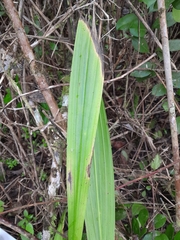 Eulophia plantaginea image