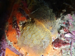 Doris wellingtonensis