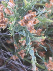 Genista tridentata