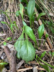 Selliera radicans
