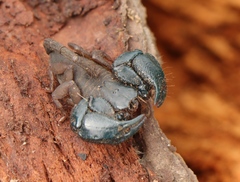 Opisthacanthus capensis