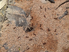 Aphaenogaster longiceps
