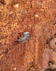 Opisthacanthus capensis