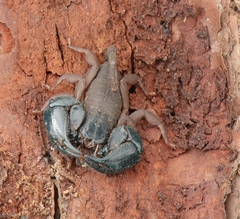 Opisthacanthus capensis