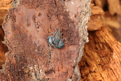 Opisthacanthus capensis