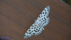 Antipercnia albinigrata