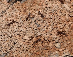 Aphaenogaster longiceps